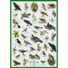 R1260 - Az erdők és a ligetek madarai, fali oktatótabló