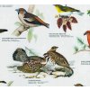 R1260 - Az erdők és a ligetek madarai, fali oktatótabló