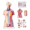 LD-205 - Anatómiai torzó, mini, 45 cm-es