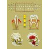 Az emberi fogazat, anatómiai oktatótabló