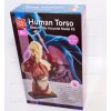 Anatómiai torzó, mini, 27 cm-es