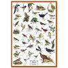 R1259 - A mezők, kertek madarai, fali oktatótabló