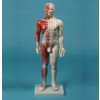 Akupunktúrás, egész alakos modell, férfi, 60 cm