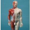 Akupunktúrás, egész alakos modell, férfi, 60 cm