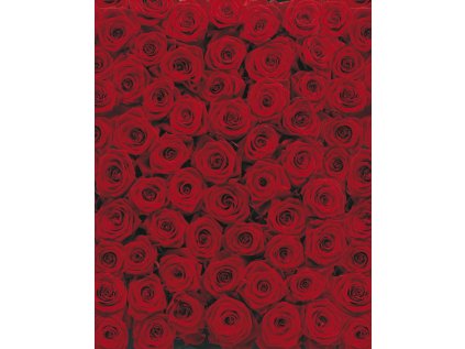 Komar papírová fototapeta Roses 4-077 Růže, rozměry 194 x 270 cm