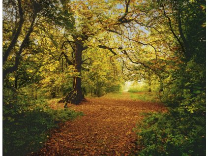 Komar papírová fototapeta 8-068 Autumn Forest, rozměry 388 x 270 cm