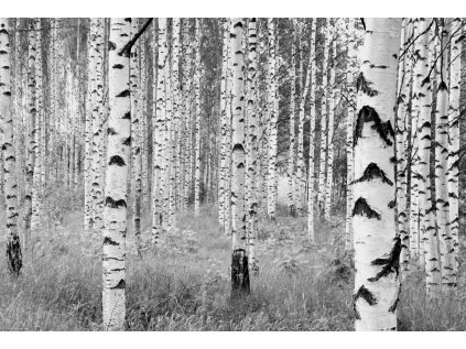 Komar vliesová fototapeta XXL4-023 Woods, rozměry 368 x 248 cm