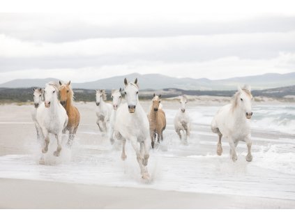 Komar papírová fototapeta 8-986 White Horses, rozměry 368 x 254 cm