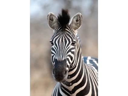 Vliesová fototapeta na zeď Rasch zebra 363623, African Queen III, velikost 2,12 x 3 m