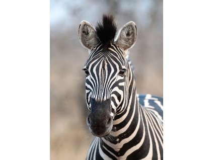 Vliesová fototapeta na zeď Rasch zebra 363623, African Queen III, 2,12 x 3 m