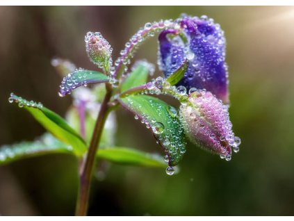 Vliesová fototapeta na zeď Rasch 363319, Magic Walls, 3,71 x 2,65 m