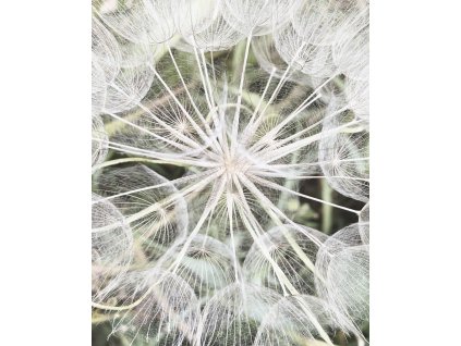 Vliesová fototapeta na zeď Rasch 364101, Magic Walls, 2,12 x 2,65 m