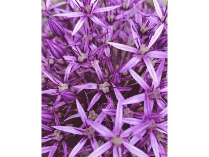 Vliesová fototapeta na zeď Rasch 364125, Magic Walls, 2,12 x 2,65 m