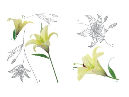 F0446 Samolepicí dekorace LILY  65 x 85 cm