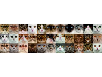 WB8232 Samolepicí bordura, šíře 14 cm Cats, 14 x 500 cm