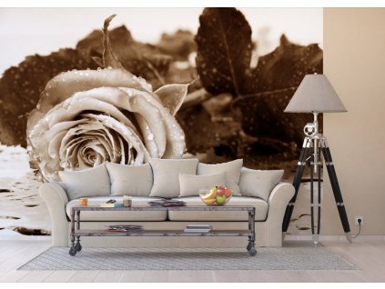 AG Design 4 dílná fototapeta BLACK AND WHITE ROSE FTS 0086, 360 x 254 cm papír