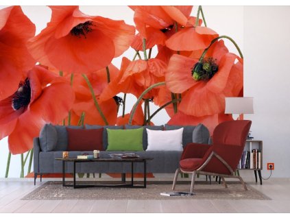 AG Design 4 dílná fototapeta WILD POPPIES FTS 0479, 360 x 254 cm papír