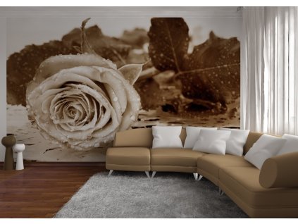 AG Design 4 dílná fototapeta BLACK AND WHITE ROSE FTNS 2458, 360 x 270 cm vlies