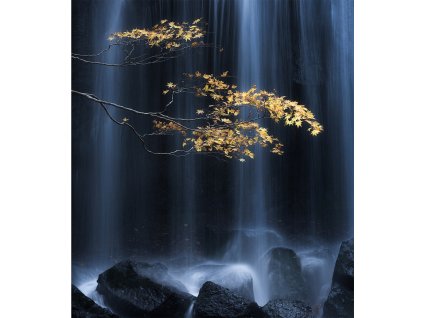 AG design 4 dílná vliesová fototapeta Golden Branch, 360 x 270 cm
