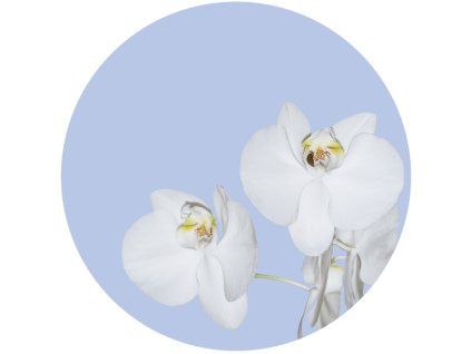 72279 ag design samolepici dekorace orchid on blue 140 cm