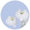 72165 ag design samolepici dekorace orchid on blue 70 cm