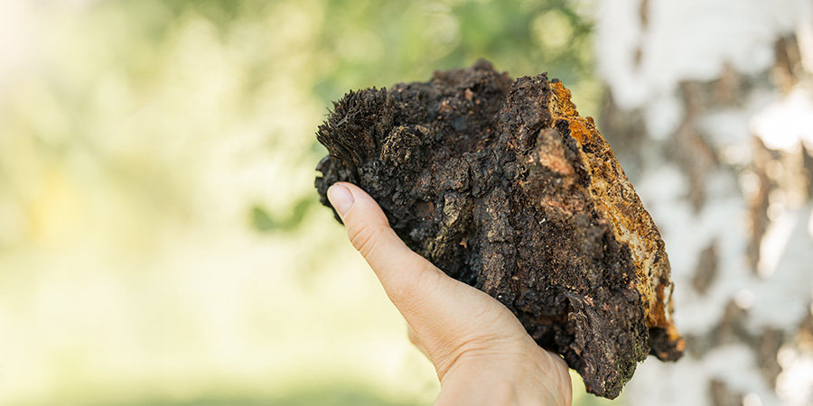 Chaga a její zdravotní benefity