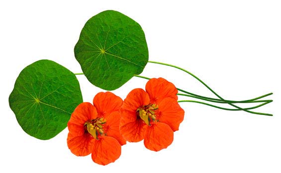 Lichořeřišnice větší (Tropaeolum majus) s protizánětlivými účinky