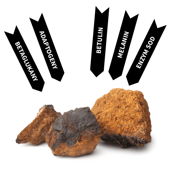 Vitální houba Chaga neboli Rezavec šikmý (Inonotus obliquus)