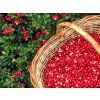 Lyofilizované brusinky 15g (BIO)