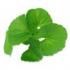 NEEM & BRAHMI detoxikační mycí gel - strong
