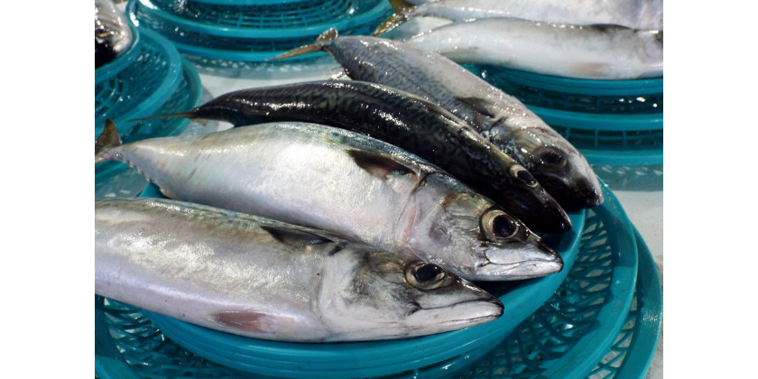 Zázrak jménem omega-3 mastné kyseliny
