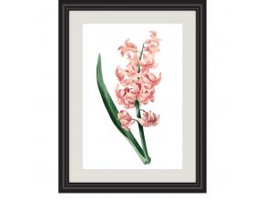 Obrázek růžový hyacint