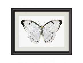 Obrázek bílý motýl
