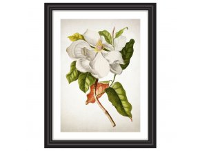 Obrázek jižní magnolie