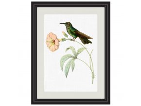 Obrázek kolibřík zelenotemenný