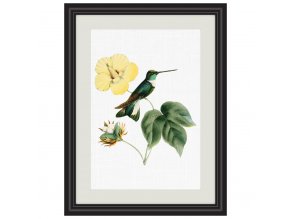 Obrázek kolibřík klínozobý