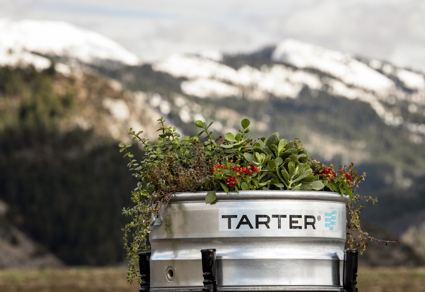 GCT21 New Tarter