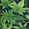 2× Cannabis – zelené listy