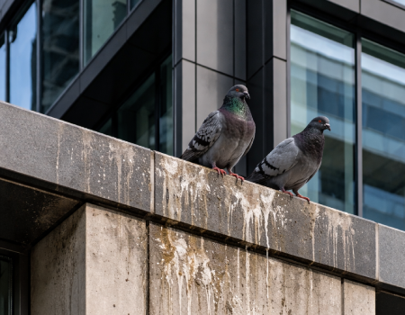 👉 Wie man Tauben effektiv loswird