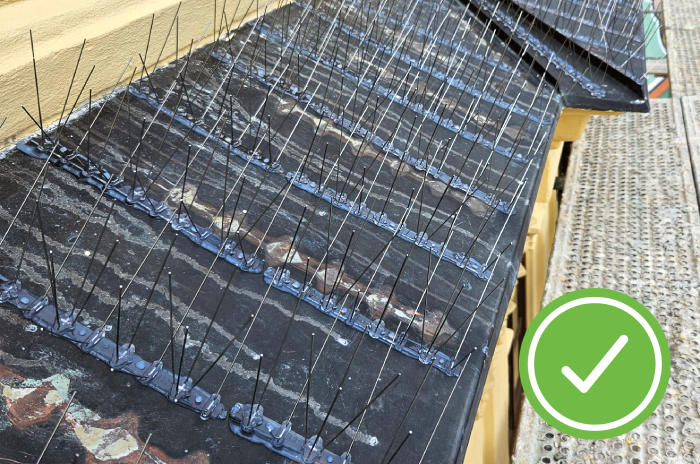 kleben-taubenspikes-parallel-zum-wasserabfluss-700x464-yes