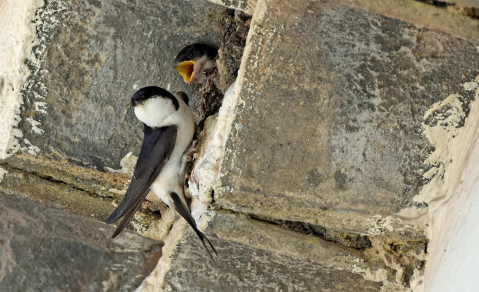 mehlschwalbe-02-700x427