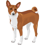 basenji
