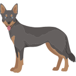 kelpie