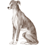 vipet