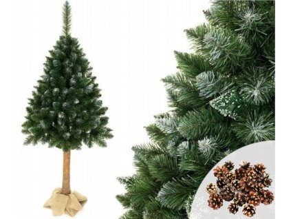 Vianočný stromček borovica na kmeni 180 cm + stojan,šišky