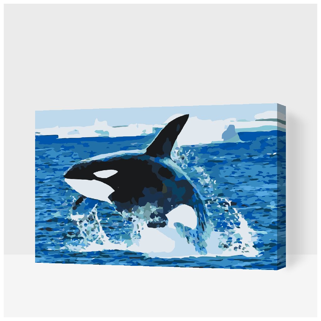 Festés számok szerint – Kardszárnyú delfin a levegőben