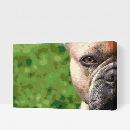 Festés számok szerint – Francia bulldog a kertben