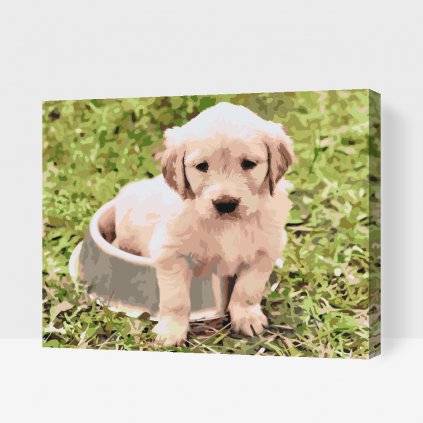 Festés számok szerint – Labrador tálban