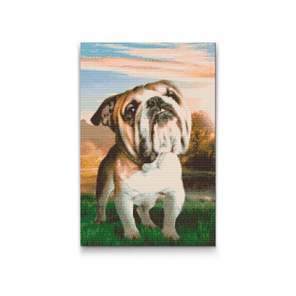 Gyémántszemes festmény – Angol bulldog a kertben