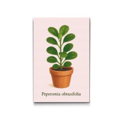 Gyemantszemes_kirako_Tompa_levelu_peperomia_M2